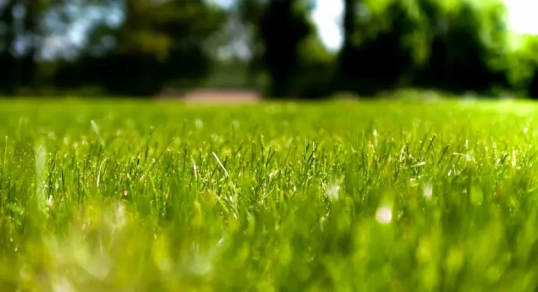 when to apply fungicide to lawn when to apply fungicide to lawn