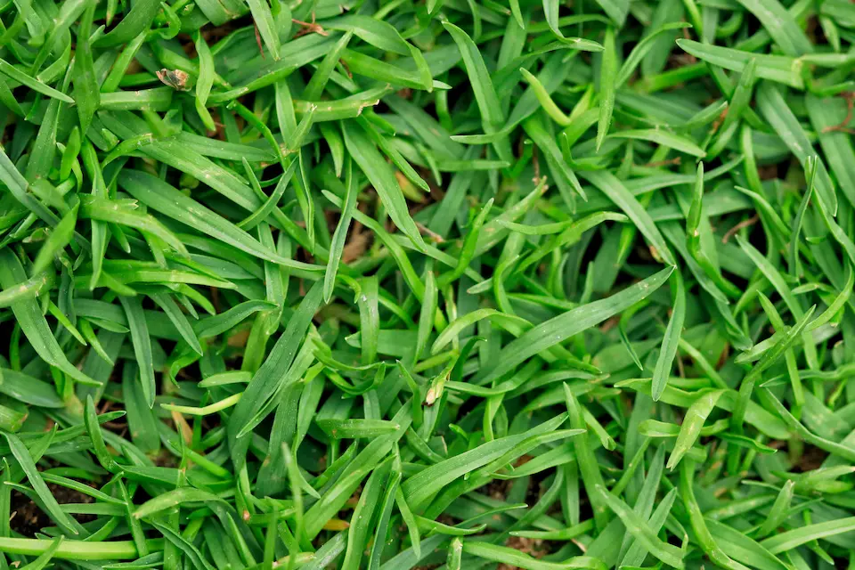Bermuda grass in North Carolina