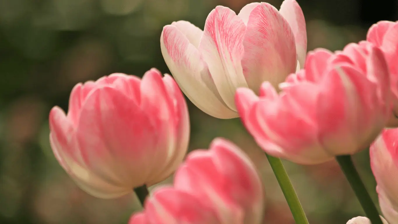 Wake Forest Tulip Planting Guide for Colorful Spring Blooms