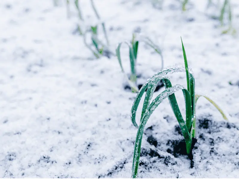 A lack of sunlight in the winter can cause flower and grass diseases that show themselves the next year