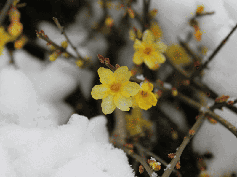 These bright yellow flowers bloom in winter to very early spring and thrive in the winter sun