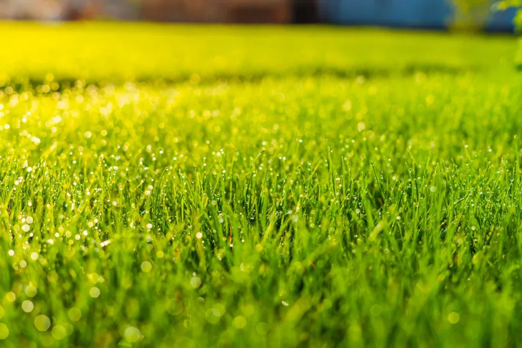 fescue grass for lawns in North Carolina