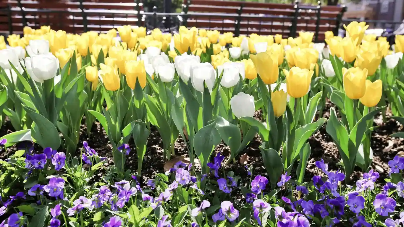 Wake Forest Tulip Planting Guide for Colorful Spring Blooms