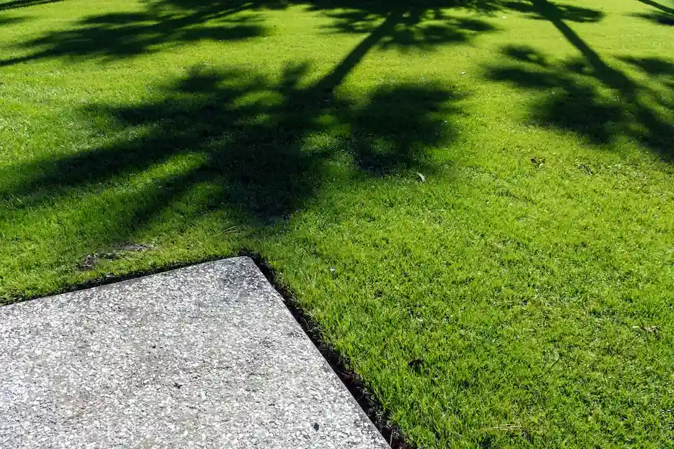 Zoysia Grass in a North Carolina Lawn