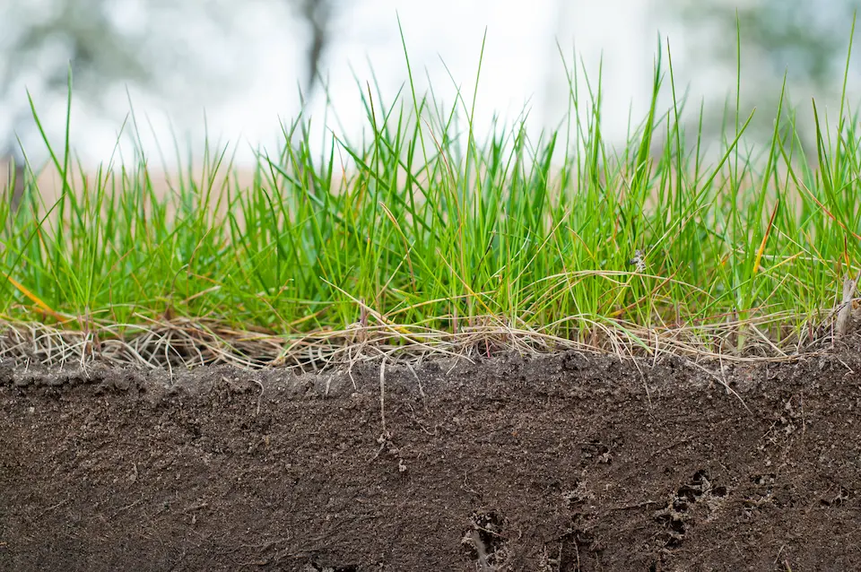 fertilize bermuda grass in Raleigh and Wake Forest North Carolina