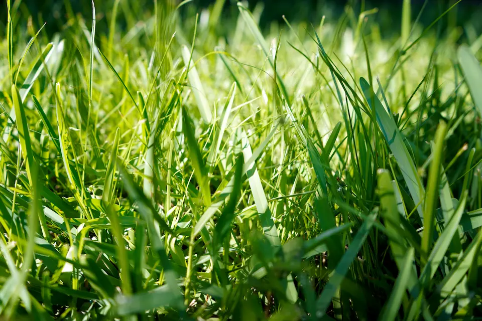 best fertilizer for bermuda grass for Raleigh NC