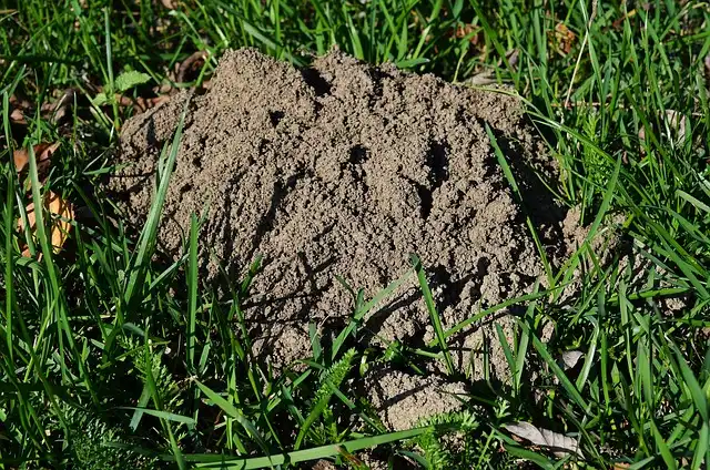 molehill TurfTitanZ