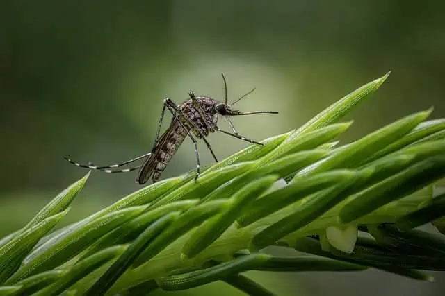 mosquito control - close up of mosquito