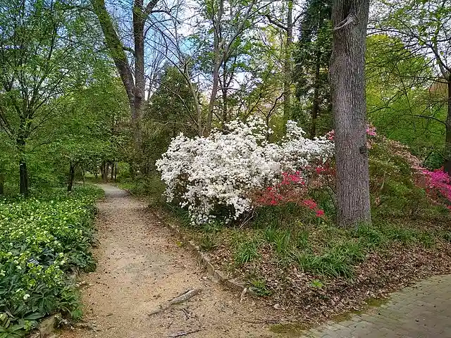 Blooming azaleas and wooded walking path at Coker Arboretum in Chapel Hill, an iconic summer landscape in NC.