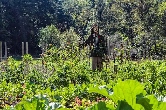 Productive summer vegetable garden at Carl Sandburg Home in Flat Rock, with heirloom plantings and rustic charm