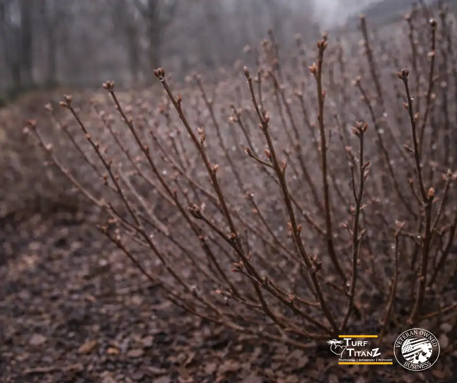 a shrub dead in winter