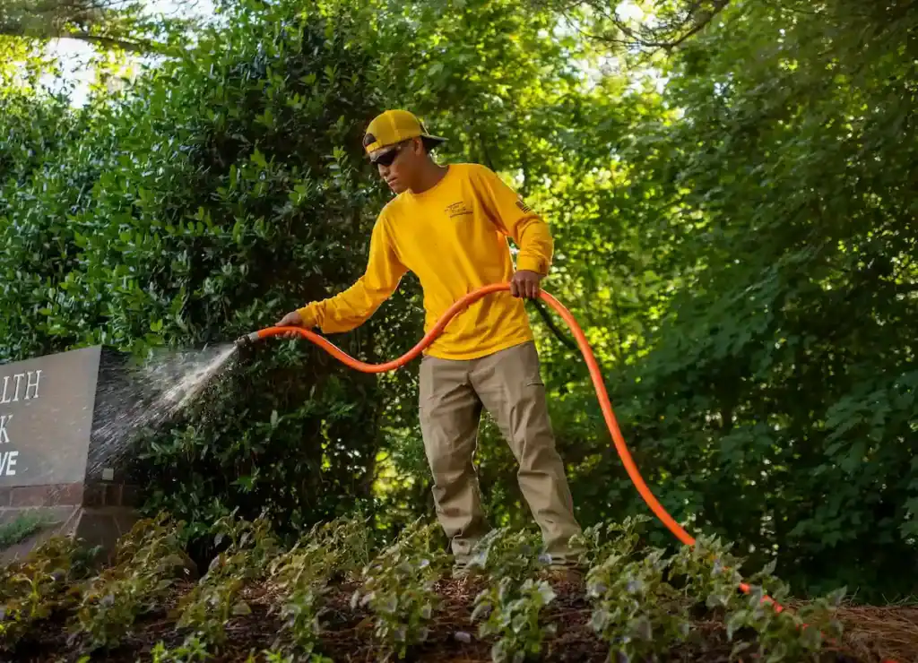 Turf TitanZ team member providing targeted hand watering for plants during Triangle drought conditions