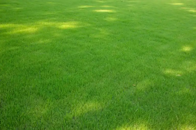 sod and landscape installation company in wake forest